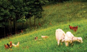 الماعز والداج مصدران أساسيان للأسمدة العضوية