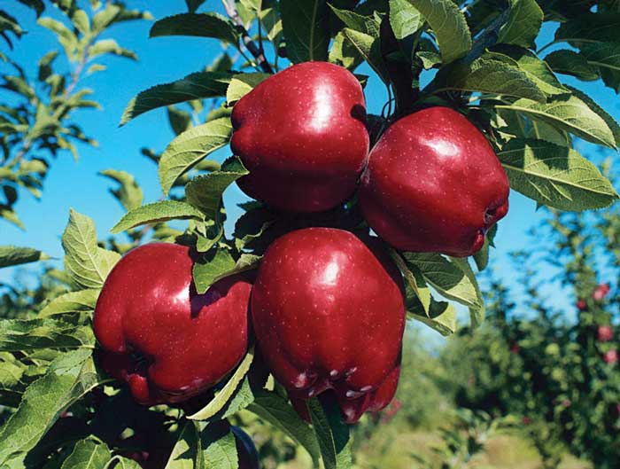 الارشاد الزراعي زراعة أصناف التفاح الجديدة Dhoha Magazine