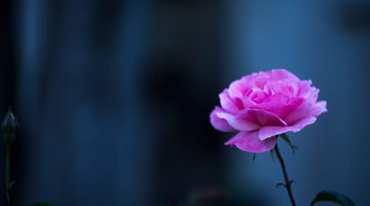 زراعة الورد الشامي