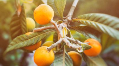 زراعة الاكي دنيا في لبنان