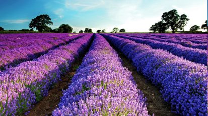 تستخدم الزراعة الكثيفة للخزامى في فرنسا لإنتاج زيت الخزامى وأفضل أنواع العسل وأثمنها