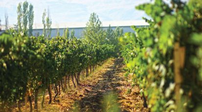 شجرة الكرمة أميرة المواسم وركن الدار وفاكهة الضيافة