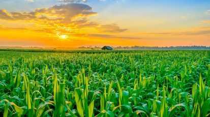 Nitrate-Sensor-Can-Optimize-Agricultural-Productivity