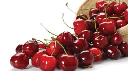 شجــرة الكـــرز الكريمــة