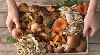 أنواع الفطر المتعدّدة.