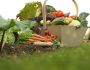 veg_garden-min