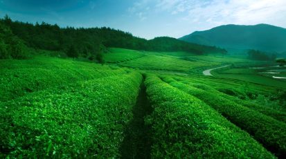 أحد حقول الشاي الأخضر في الصين