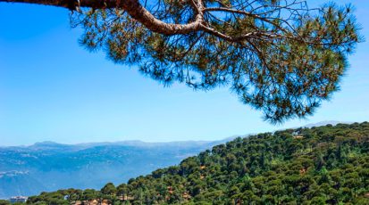 أحراج-الصنوبر-ثروة-بيئية-وسياحية.