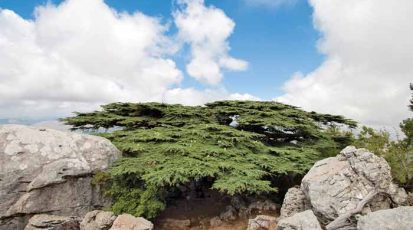 أرزة-معمِّرة-بين-صخور-عملاقة-وهي-مقصد-مفضل-في-المحمية-للزائرين-والمتنزهين