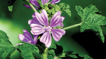 الحبيزة في بداية مرحلة الإرزهار 2