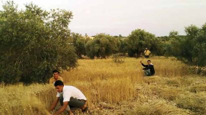 الحصاد--تعاون-واحتفال-بالموسم