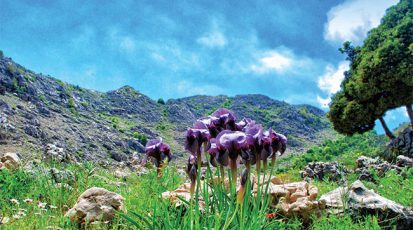 برية لبنان زاخرة بالأعشاب الغذائية والطبية