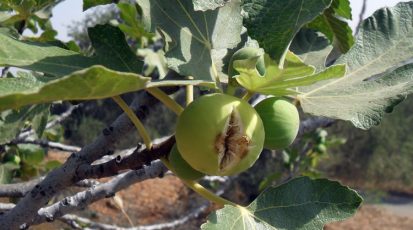 تلف موسم التين نموذج عن ما ينتظرنا بسبب التغيّر المناخي