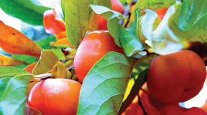 ثمار الكاكي وأوراقها زينة وفائدة في حديقة المنزل