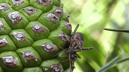 حشرة-أكواز-الصنوبر-بدأت-تصيب-بصورة-متزايدة-صنوبر-لبنان-2