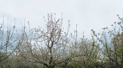 زراعة-أشجار-التفاح-في-صفوف--مع-ترك-مسافات-كافية-copy