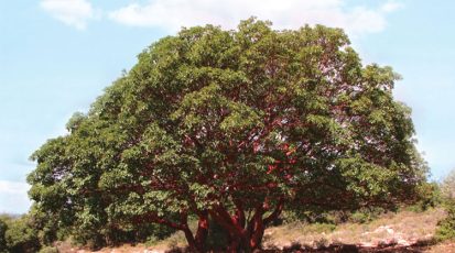 شجرة-قطلب-معمرة-