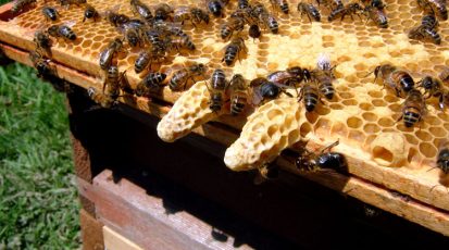 عاملات حديثات الولادة يتولين صنع الغذاء الملكي وخزنه في الخلايا الملكية