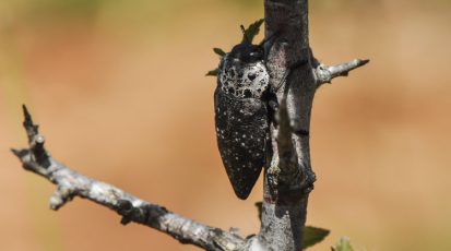 في عزّ حرّ أيار تخرج أنثى الكابنودس من بطن الأرض في انتظار الذكر لكي تتلقّح وتباشر وضع بيضها في أسفل الشجرة