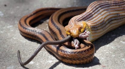 معظم الأفاعي تعيش على قوارض الحقل المؤذية