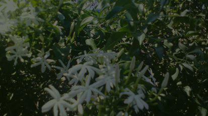 من الولايات المتحدة